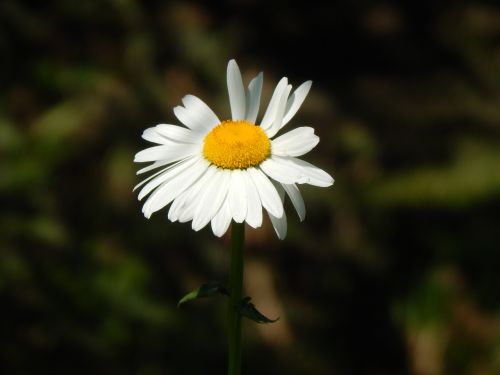 Daisy, Balta Gėlė, Sodas
