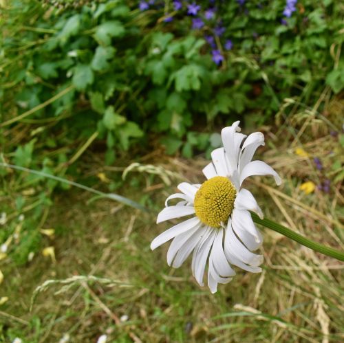 Daisy, Vasara, Balta, Gėlė, Gėlių, Šviesus, Pieva, Gamta