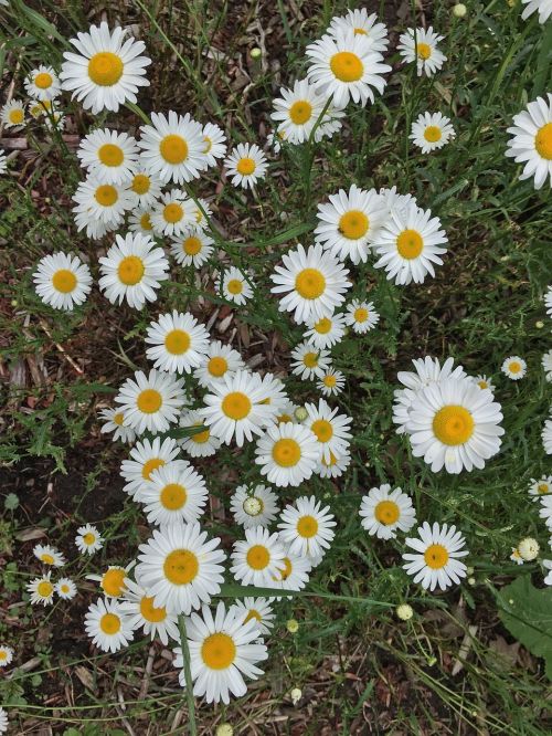 Daisy, Laukinės Vasaros Spalvos, Gėlė, Gamta, Vasara