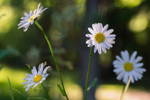 Daisy, Gėlė, Vasara, Gamta, Suomijos Gamta