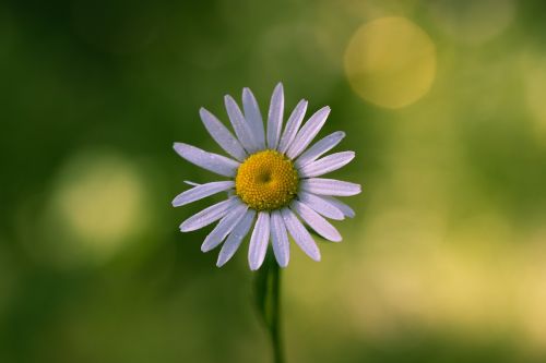 Daisy, Gėlė, Vasara, Gamta, Suomijos Gamta