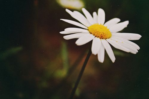 Daisy, Lauko Gėlės, Vasara