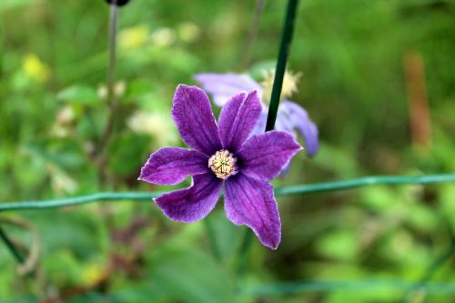 Daisy, Vasara, Sodas, Gamta, Violetinė, Delikatesas