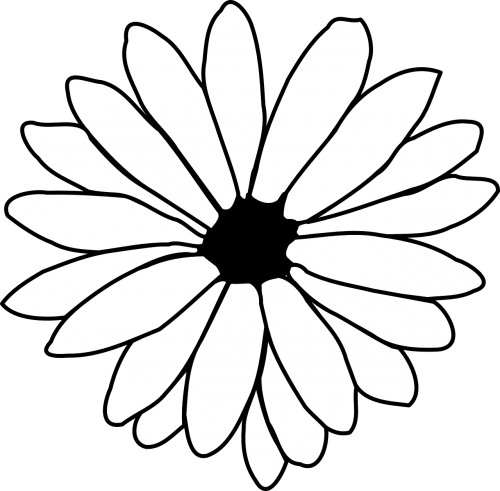 Daisy, Kontūrai, Juoda Ir Balta, Gėlė, Gėlių, Žiedlapiai, Menas, Balta, Žiedas, Nemokama Vektorinė Grafika