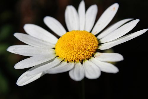 Daisy, Balta Gėlė, Gėlė