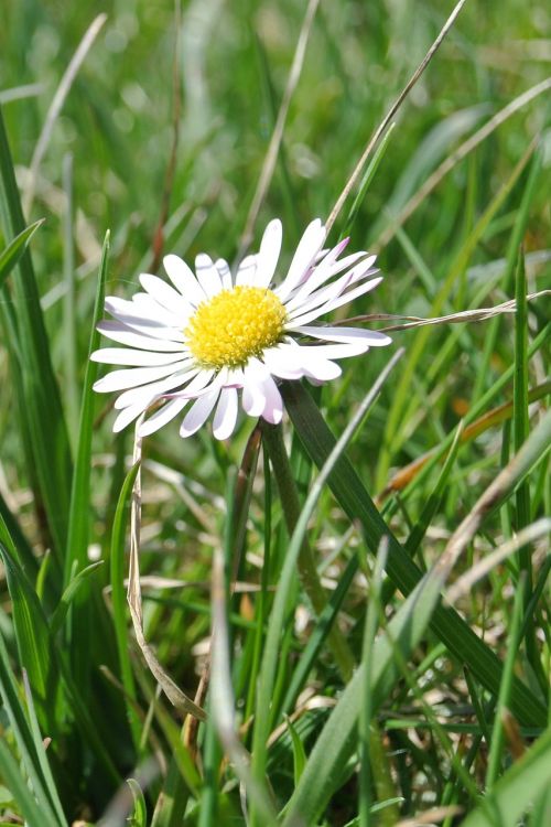 Daisy, Gėlė, Žiedas, Žydėti, Žolė, Gamta