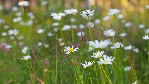 Daisy, Pieva, Gėlė, Vasara