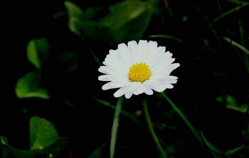 Daisy, Gėlė, Balta Gėlė, Žydėjo