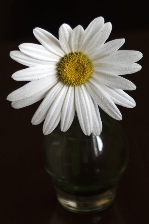 Daisy, Gėlė, Balta, Vasara