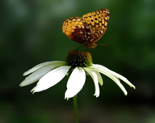 Daisy, Drugelis, Gėlė, Vabzdys, Balta Gėlė, Oranžinė Drugelis