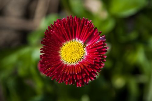 Daisy, Raudona, Gėlė, Žiedas, Žydėti, Uždaryti