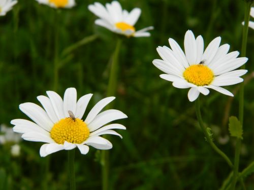 Daisy, Žiedas, Žydėti, Gėlė, Gamta, Uždaryti