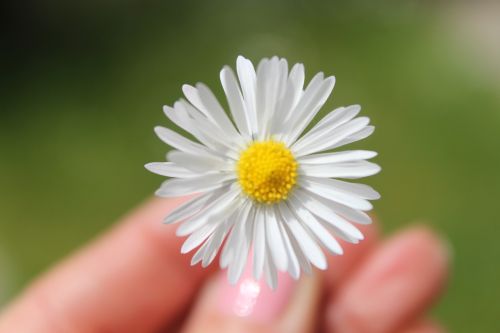 Daisy, Gėlė, Gamta