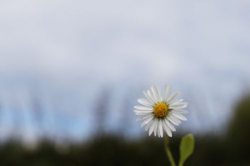 Daisy, Gamta, Gėlė