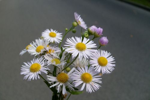 Daisy, Gėlė, Mažos Gėlės, Augalai, Puokštė