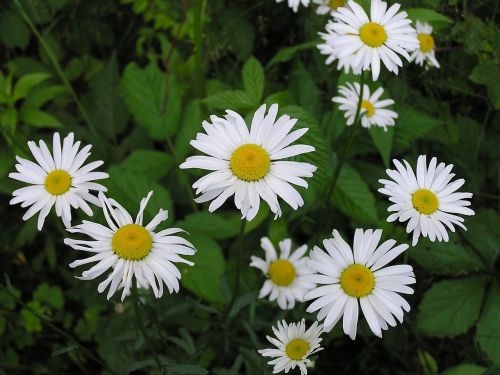 Daisy, Gėlė, Gamta, Vasara