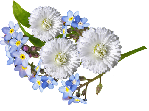 Daisy, Balta, Mėlynas, Gėlės