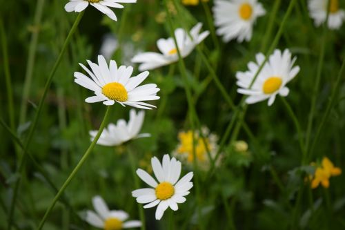 Daisy, Gėlė, Pavasaris