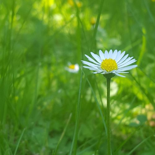 Daisy, Žolė, Gėlė, Gamta, Vasara, Sodas