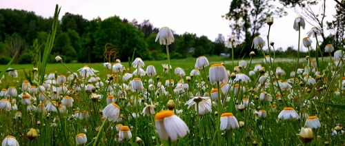 Daisy, Gėlės, Laukas, Gamta, Švedija, Vasara