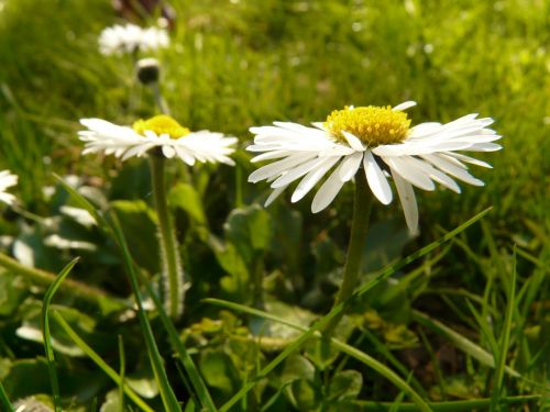 Daisy, Augalas, Sodas, Balta