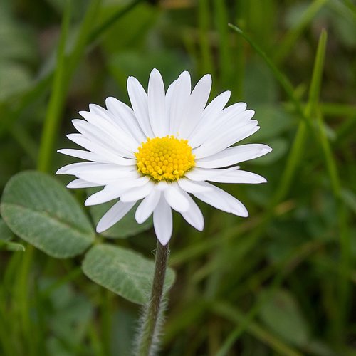 Daisy,  Pobūdį,  Gėlė