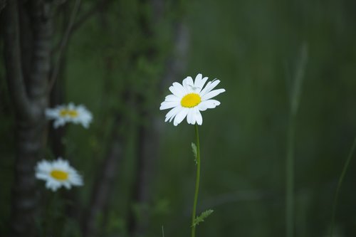 Daisy,  Vasara,  Pavasaris,  Pobūdį,  Gėlė,  Augalų,  Meadow,  Žolė,  Žalias,  Sodas