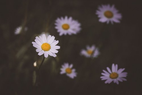 Daisy,  Gėlė,  Baltos Spalvos,  Balta Gėlė,  Gėlės,  Baltos Gėlės,  Smailu Gėlių,  Meadow,  Pobūdį,  Iš Arti,  Augalas