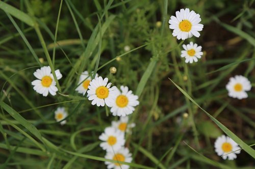 Daisy,  Pavasaris,  Gėlė,  Pobūdį,  Gėlės