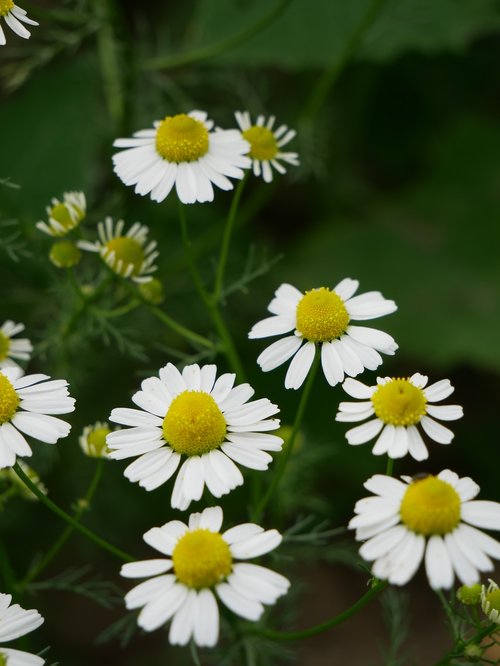 Daisy,  Gėlė,  Augalų,  Baltos Spalvos,  Gėlės