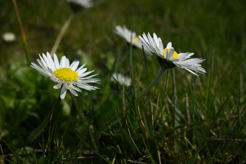 Daisy,  Meadow,  Vasara,  Žalias