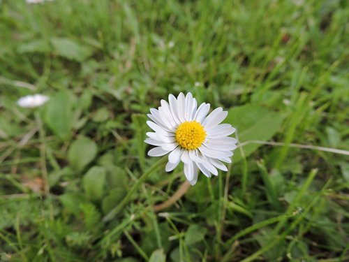 Daisy,  Pobūdį,  Gėlė,  Gamta Gėlės