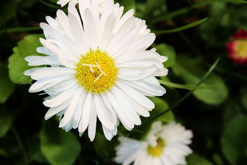 Daisy,  Gėlė,  Poliana,  Meadow,  Meadow Gėlės,  Laukų Gėlė,  Laukų Gėlė,  Lea,  Žolė,  Saulutės,  Pavasaris,  Pobūdį,  Mažos Gėlės,  Delikatesas,  Augalai