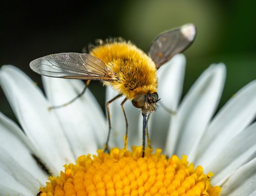 Daisy,  Diptera,  Vabzdys,  Buzzed,  Bespozvonochnoe,  Makro,  Kailinis