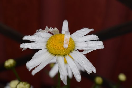Daisy,  Vasara,  Gėlė