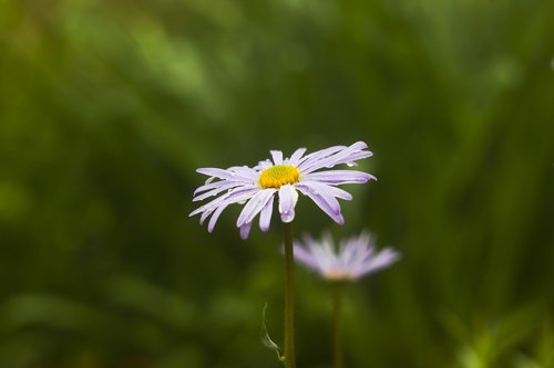 Daisy,  Gėlė,  Pobūdį,  Žiedas