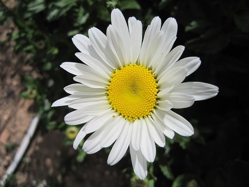 Daisy,  Gėlė,  Augalų,  Baltos Spalvos,  Botanika