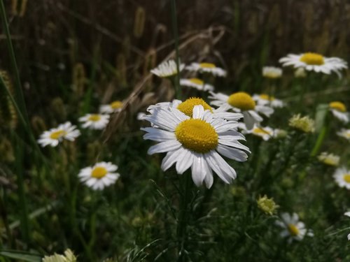 Daisy,  Meadow,  Gėlės