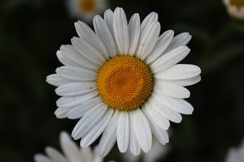 Daisy,  Gėlė,  Augmenija
