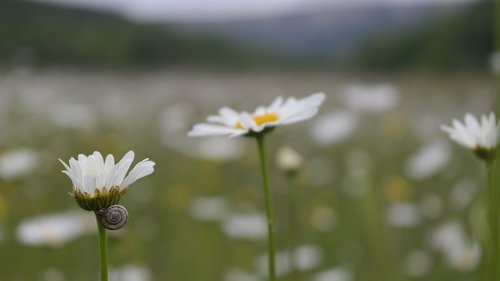 Daisy,  Makro,  Laukas,  Pavasaris,  Gamta