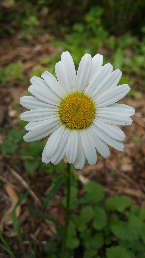 Daisy,  Gėlė,  Pobūdį,  Minnesota