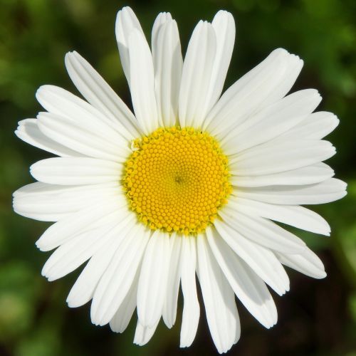 Daisy, Leucanthemum Vulgare, Baltos Laukinės Gėlės
