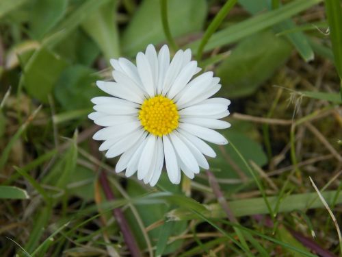 Daisy, Gėlė, Balta, Gamta, Pavasaris, Laukinė Gėlė