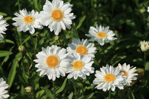 Daisy, Balta, Gamta, Vasaros Gėlės