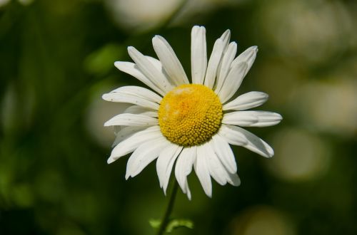 Daisy, Gėlė, Balta, Vasara, Gėlės, Žydėti, Iš Arti, Birželis, Vasaros Diena, Gamta