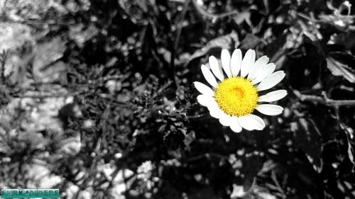 Daisy, Gėlė, Gėlės