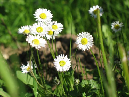 Daisy, Sodas, Pieva, Aštraus Gėlė, Gamta, Pavasaris, Augalas