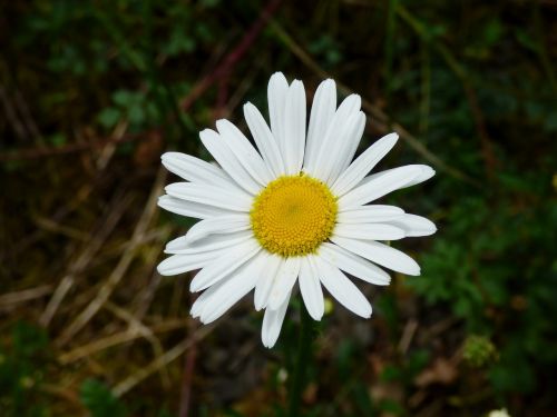 Daisy, Balta, Gėlė, Gamta