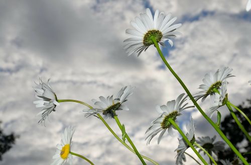 Daisy, Rozės, Pavasaris, Žydi, Gėlė, Gamta, Vasara