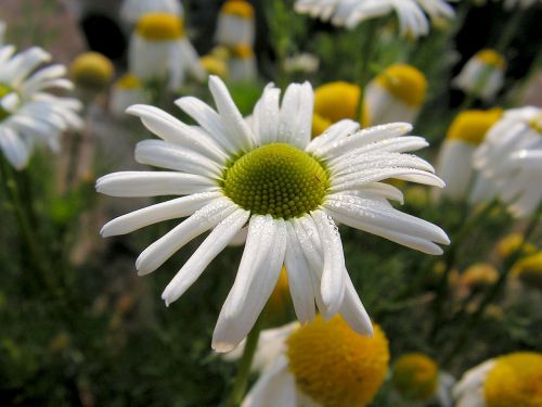Daisy, Balta, Gėlė, Pavasaris